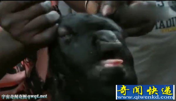 肯尼亚惊现人脸山羊 疑为人羊交合产物