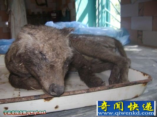 乌克兰发现吸血怪兽:长相似狐狸又似袋鼠