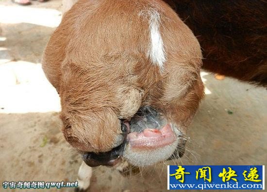 ӡȺţ 510Ƭ촽