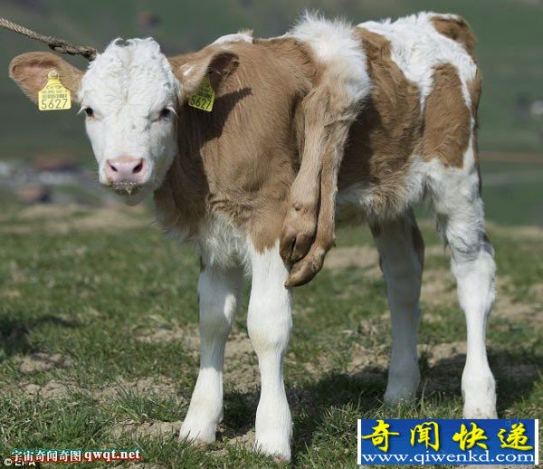德国6条腿奶牛 背上多长了两只腿