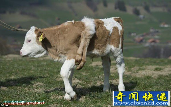德国6条腿奶牛 背上多长了两只腿