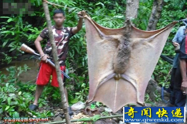 会飞的怪物"巨型蝙蝠"鼯猴 比人还大