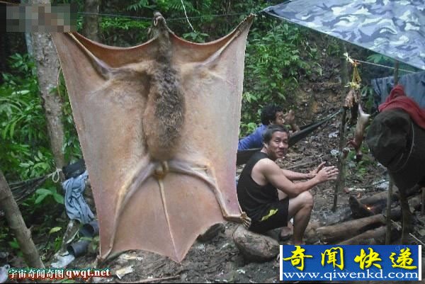 会飞的怪物"巨型蝙蝠"鼯猴 比人还大