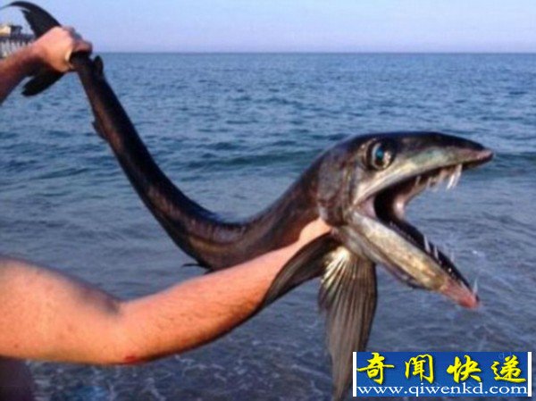 美海滩现嘴长獠牙恐怖怪鱼 有着大帆状的背鳍【图】
