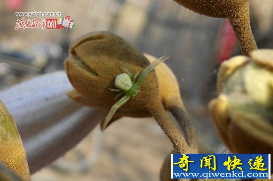 最像人的蜘蛛:人面蜘蛛咬死大头蛇