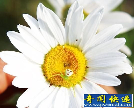 最像人的蜘蛛:人面蜘蛛咬死大头蛇