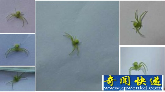 最像人的蜘蛛:人面蜘蛛咬死大头蛇