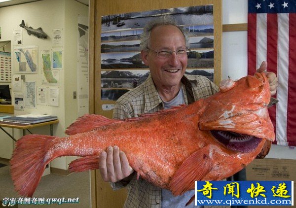 阿拉斯加捕获巨型岩鱼 长41英寸破记录