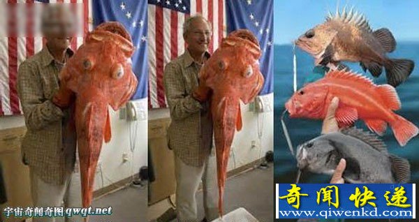 阿拉斯加捕获巨型岩鱼 长41英寸破记录
