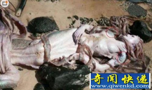 黑鳞鲛人