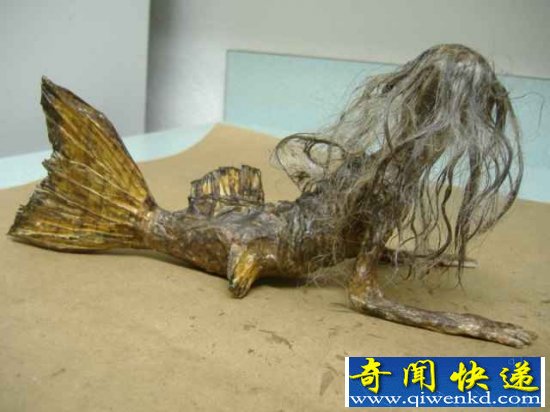 博物馆中的黑鳞鲛人