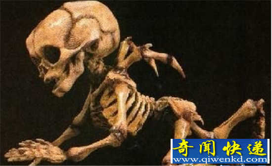 天使是否存在之谜 南非考古发现天使骨骼