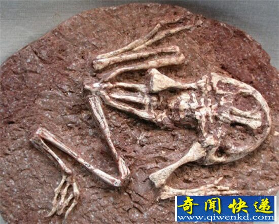 远古巨兽大复活谁才是王者?恐龙竟成魔鬼蛙盘中餐