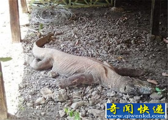 营口坠龙事件真相揭秘 真龙现身把村民吓傻了