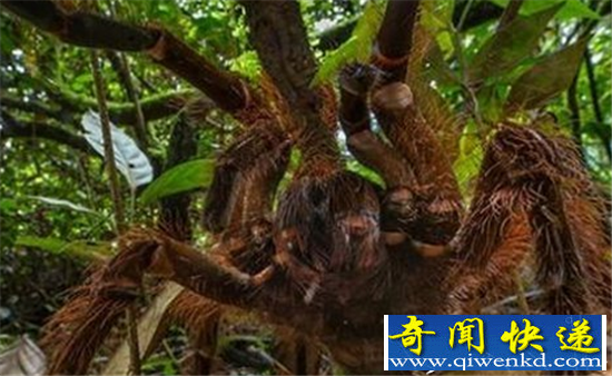 巨蜘蛛吃人太可怕 盘点世界上八大超级巨型生物