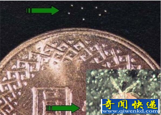 比头皮屑还小的毒虫 被咬的人死亡率超过60%