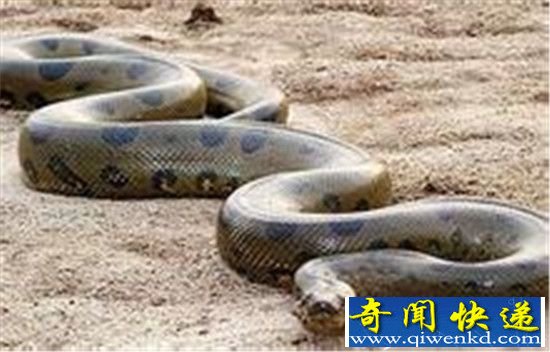 世界上最大的蛇四川55米大蛇 堪比泰坦蟒