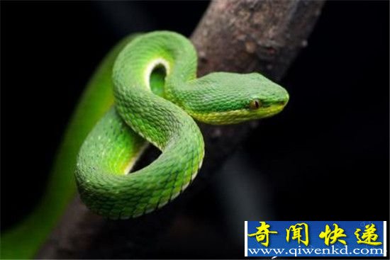 中国十大毒蛇排行榜 竹叶青能排第几?