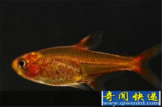 一对奇葩的鱼 沙漠鱼跟喷火鱼