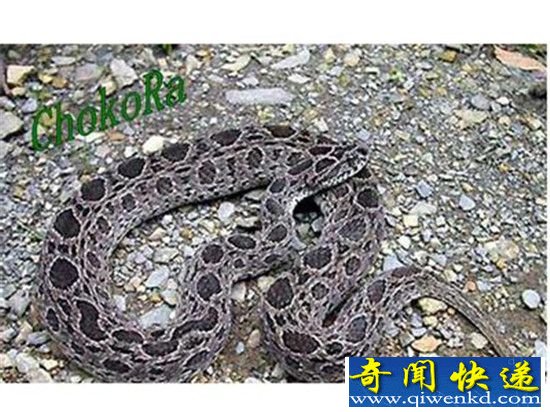 中国十大毒蛇排行榜 竹叶青能排第几?