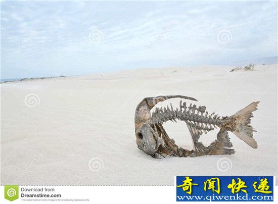 一对奇葩的鱼 沙漠鱼跟喷火鱼