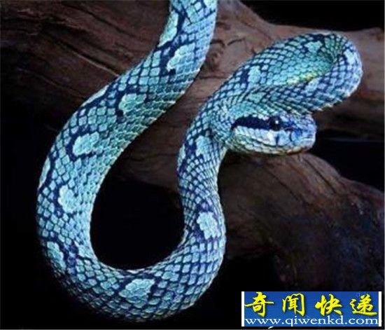 这个世界上有蓝蛇吗 蓝蛇到底长什么样?