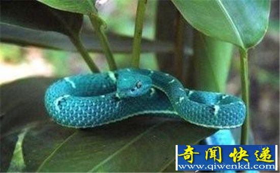 这个世界上有蓝蛇吗 蓝蛇到底长什么样?