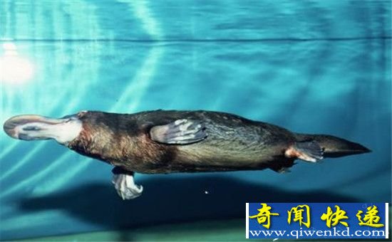十大恐怖动物杀手 海豚竟然“激情杀人”