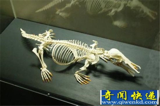 十大恐怖动物杀手 海豚竟然“激情杀人”