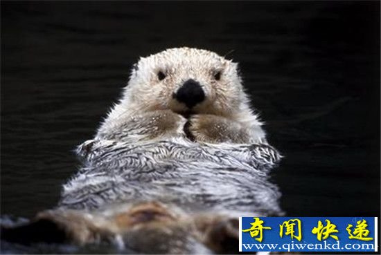 �����о����� ��̡��������ǰ������ʯ����ʳ