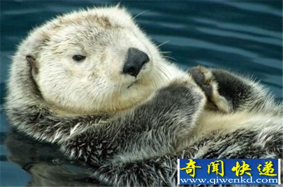 �����о����� ��̡��������ǰ������ʯ����ʳ