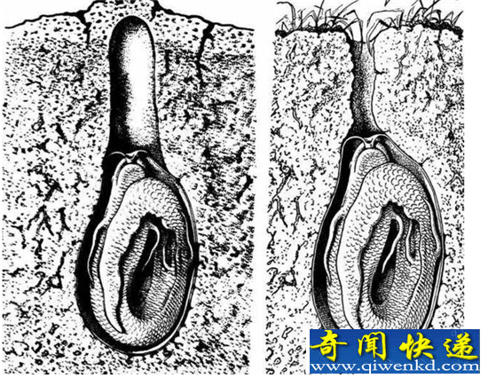 能够“夏眠”几年的肺鱼 离开水就睡觉