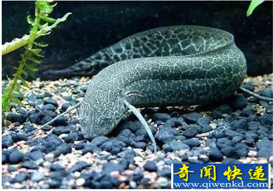能够“夏眠”几年的肺鱼 离开水就睡觉
