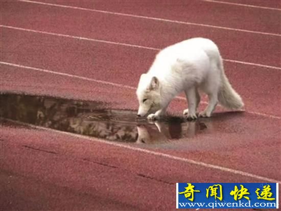 北极白狐闯入杭州高中 系血统纯正野生北极狐