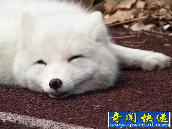 北极白狐闯入杭州高中 系血统纯正野生北极狐