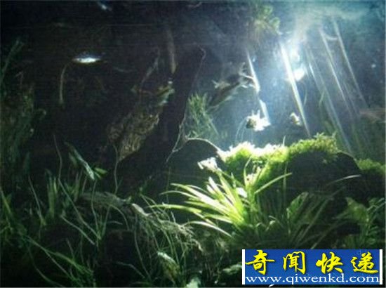 英国发现水下300米奇观 史前森林绵延数千公里