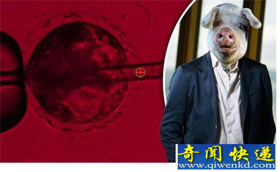 人猪嵌合体实验 将培育出像人一样高智慧的猪