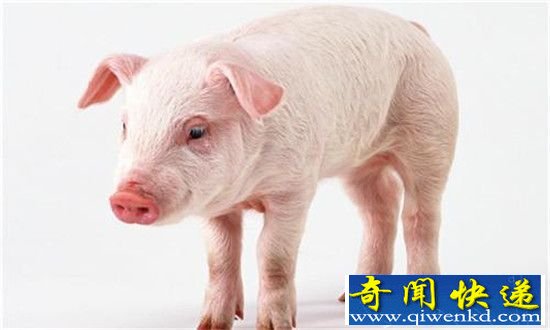 人猪嵌合体实验 将培育出像人一样高智慧的猪