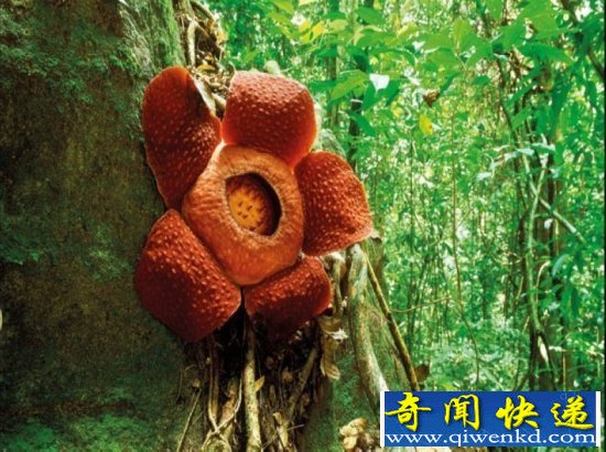 食人花