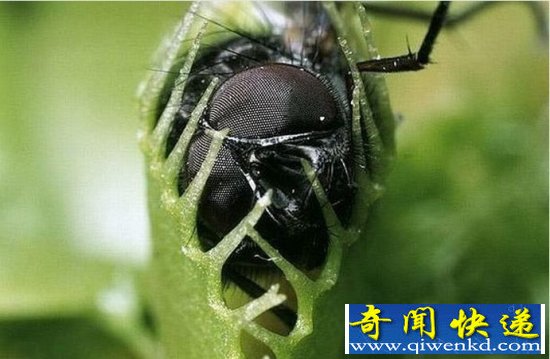 食肉植物捕捉的小昆虫