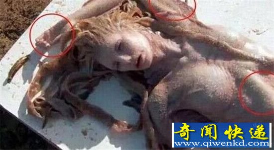 各地美人鱼证据曝光 揭秘美人鱼真面目
