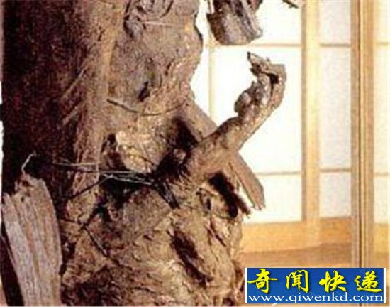 日本藏有世界最大美人鱼木乃伊 现已有1000多年历史
