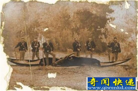 世界仅剩的三只恐龙 其中一只竟被杀死吃掉