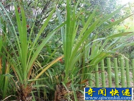 最贪财植物只爱钻石 拥有它等于拥有钻石矿