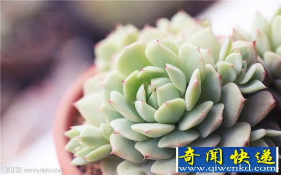 会分身术的神奇多肉 多肉植物为什么叶插也能活?
