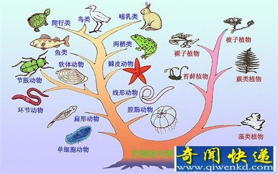 地球生物进化之谜 有人在背后操控?