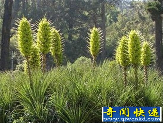 恐怖食人树竟可虐杀动物!世界8大恐怖植物