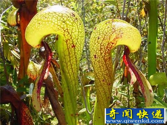 恐怖食人树竟可虐杀动物!世界8大恐怖植物