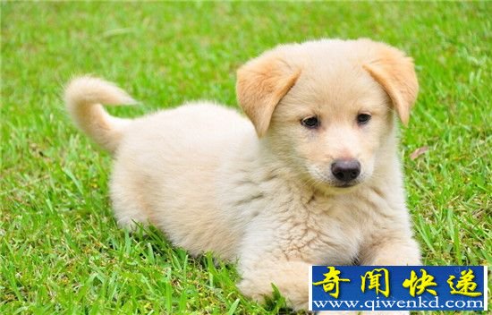 狗狗能看透人心 自私的人狗都不愿意搭理你