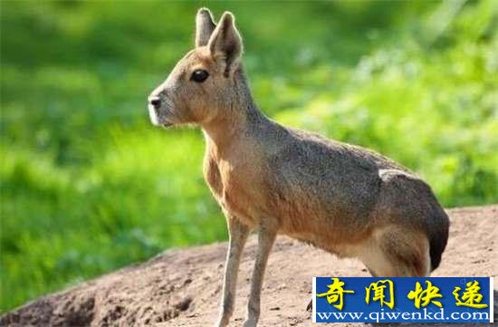 棺32ޣ㶼û